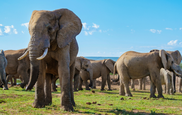 Day 3: Chobe Game Drives