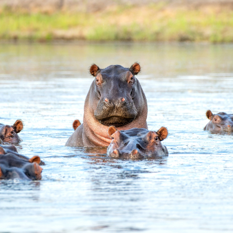Chobe National Park 