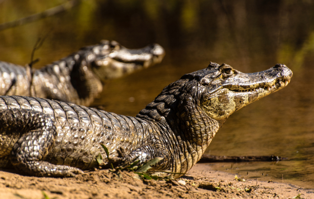 Day 8: Adventure into the Pantanal