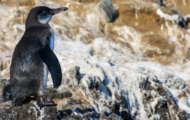Day 2: The Galapagos Islands