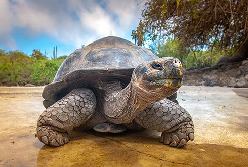 Galapagos by Sea: Northeastern Galapagos Islands