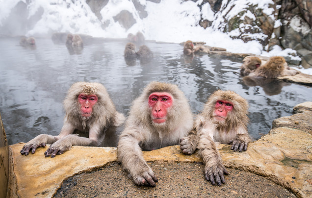Day 18: See the Snow Monkeys