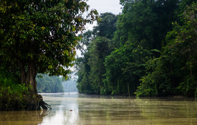 Day 5: Cruise the Kinabatangan