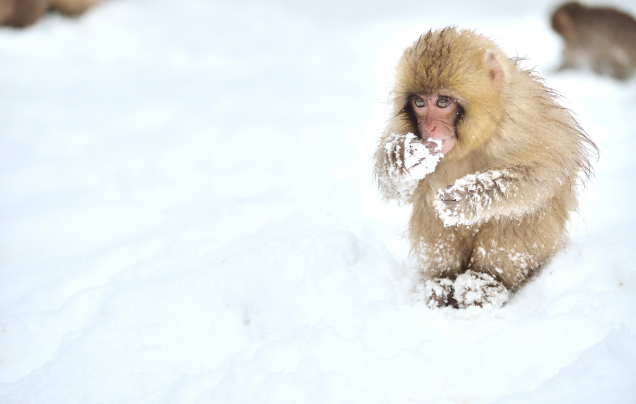 Day 21: Snow Monkeys