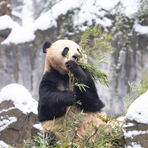 Xian's Giant Pandas