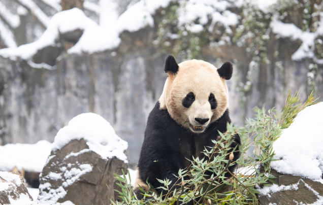 Day 6: Giant Pandas
