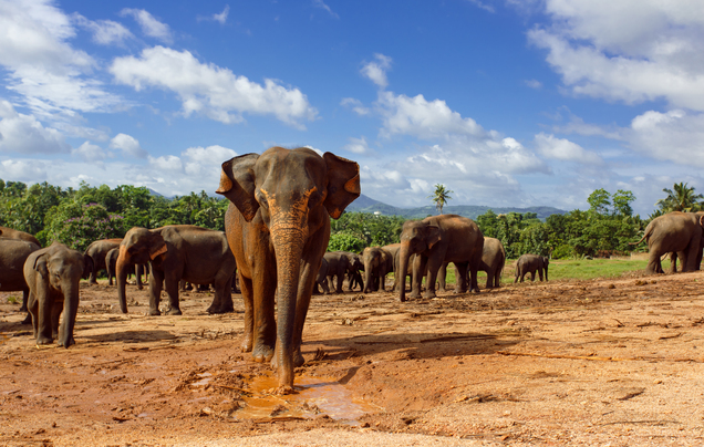 Day 8: Travel to Habarana