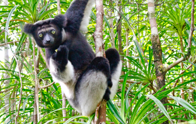 Day 17: Explore Andasibe