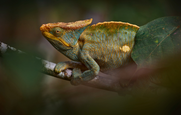 Day 7: Explore Ranomafana