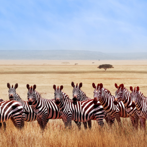 See Zebra in the Serengeti
