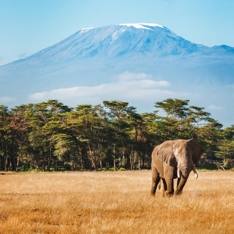 Witness elephants in Amboseli National Park