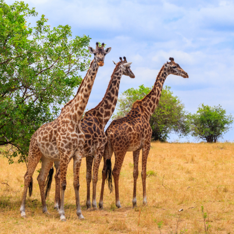 See Giraffe in the Serengeti