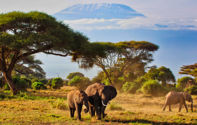 Day 3: Travel to Amboseli