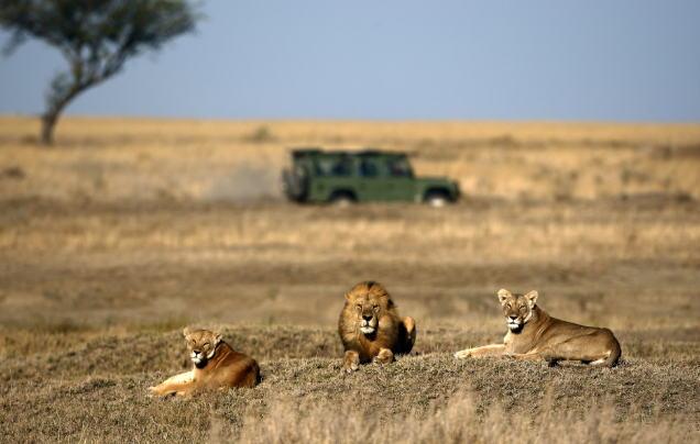 Day 8: Explore the Serengeti