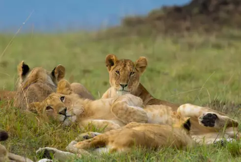 Treasures of Kenya & Tanzania