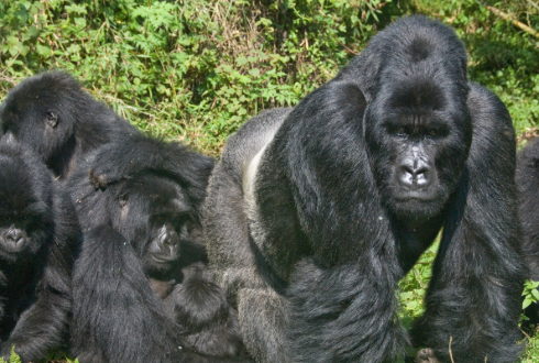 Rwanda Gorilla Trekking
