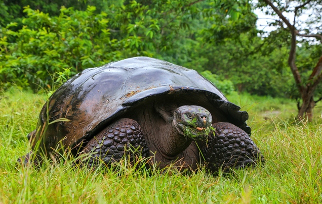 Day 12: Cruise – Santa Cruz