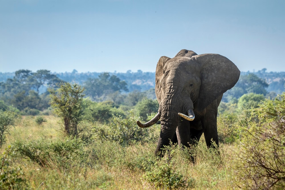 African Elephants