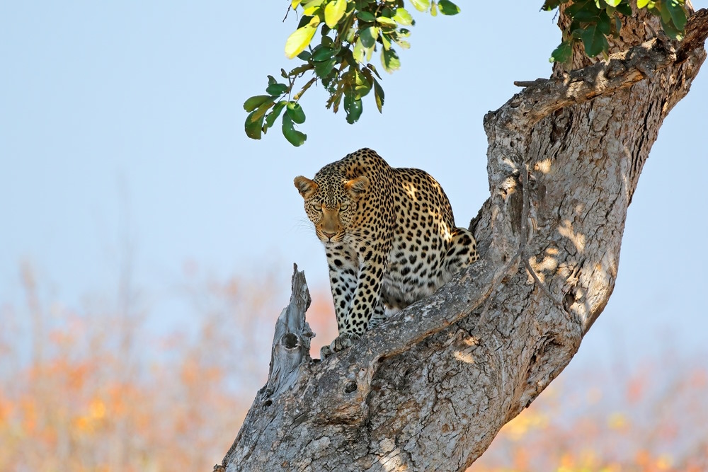 Leopards