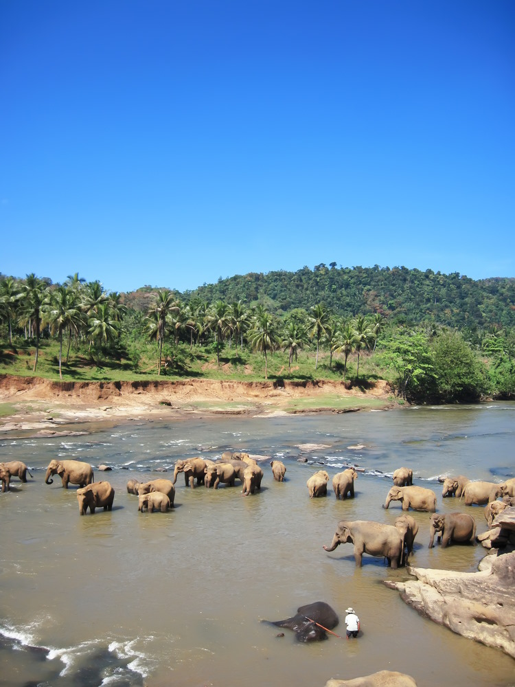 Elephant Basics