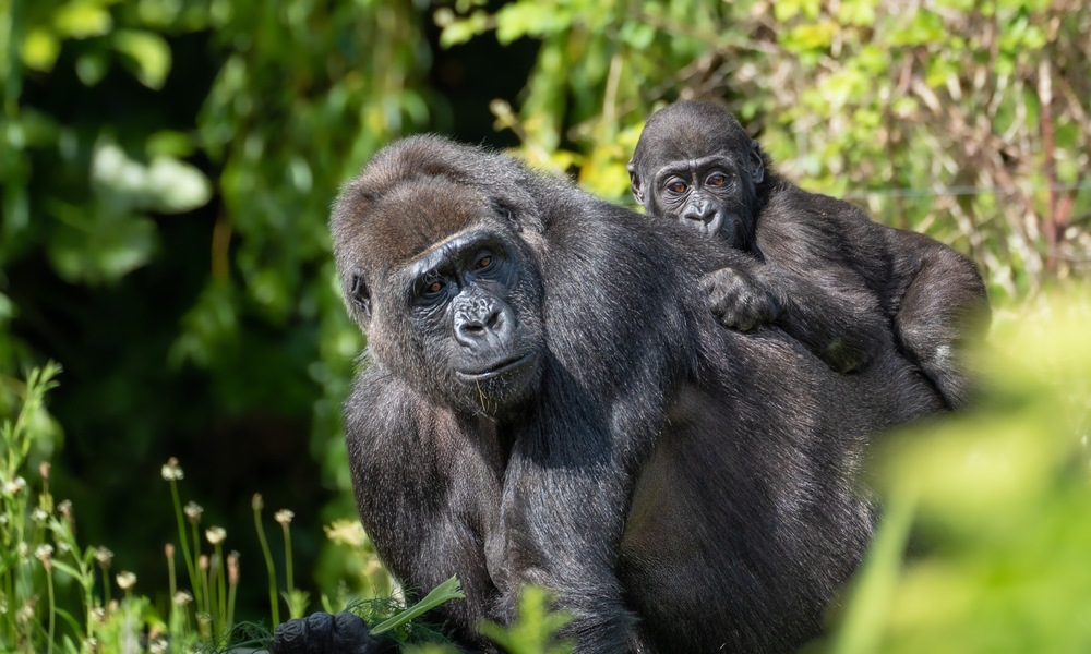 Mountain Gorillas, Uganda
