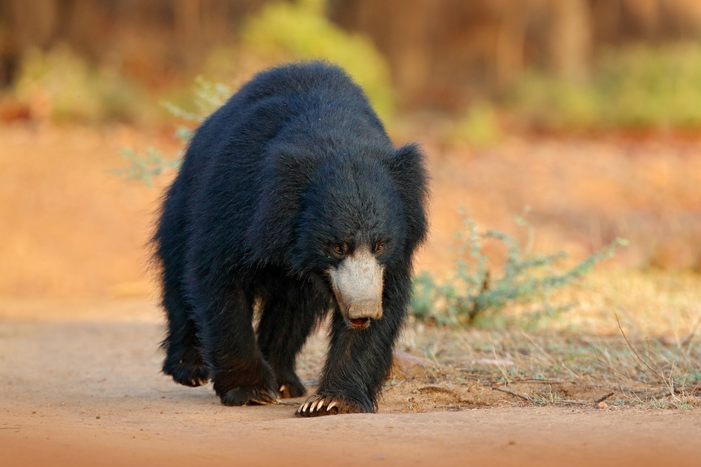 Sloth Bears, India