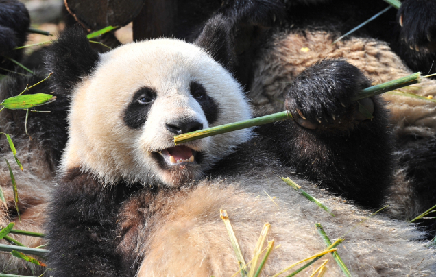 Day 9: Discover Chongqing's Pandas & City