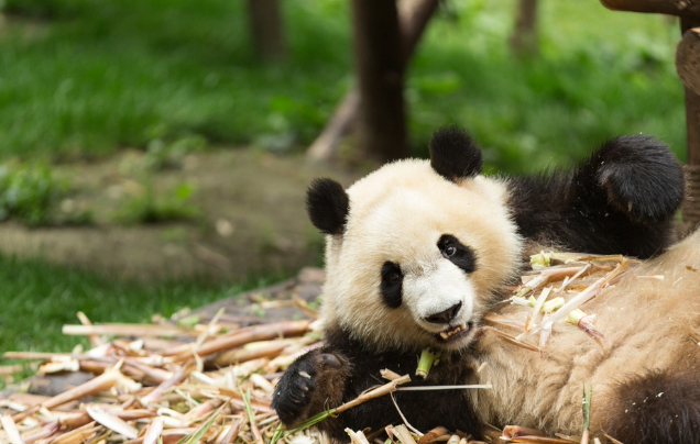 Day 13: Pandas & Hot Springs