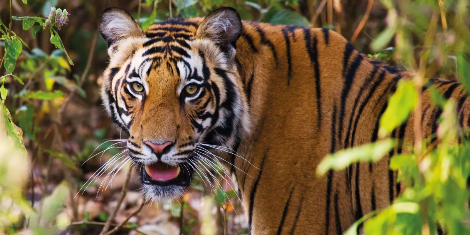 WALK ON THE WILD SIDE