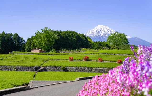 Day 5: Tea Farms & Fuji Views