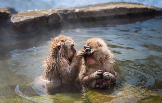 Day 7: Jigokudani Monkey Park