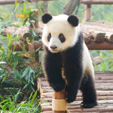 Giant Pandas
