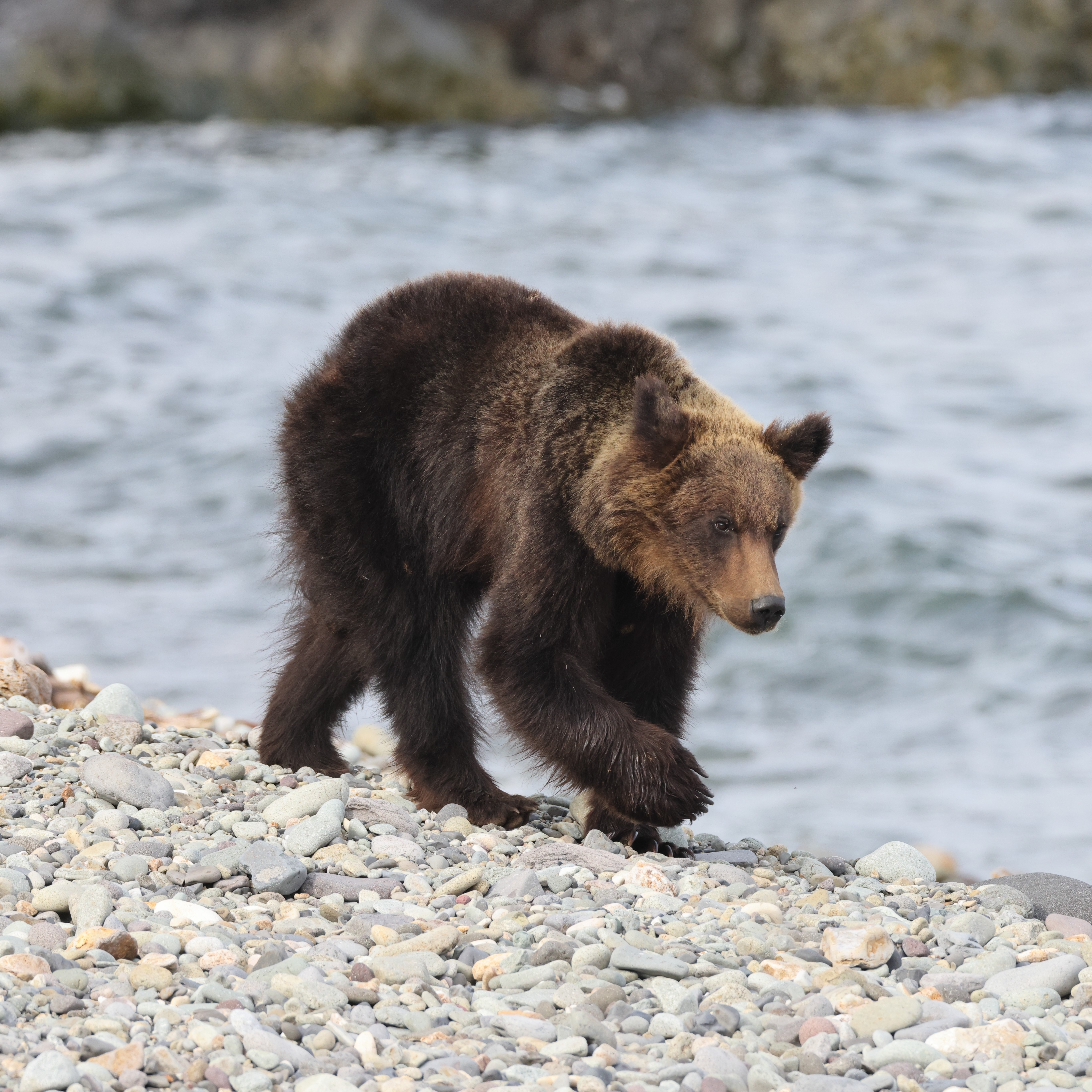 Spot wild bears in Shiretoko