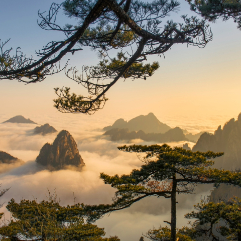 Yellow Mountain