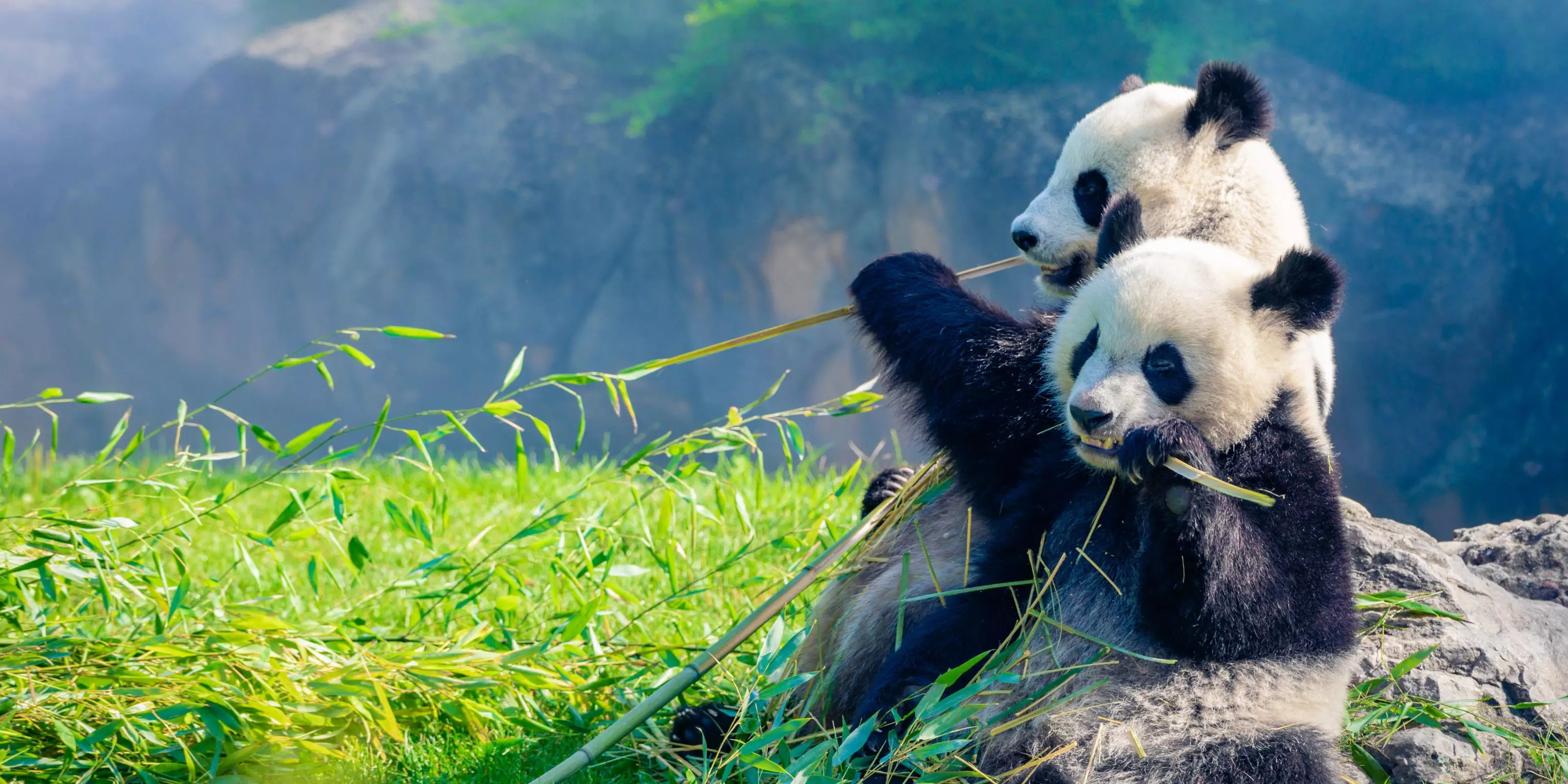 Vote for Wendy Wu Tours