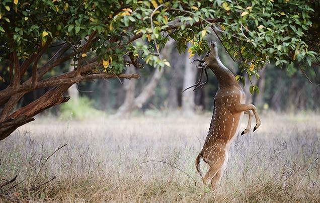 Day 11: Periyar Wildlife Sanctuary