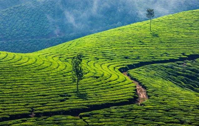 Day 9: Munnar