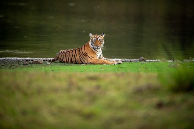 Day 10: Ranthambore National Park