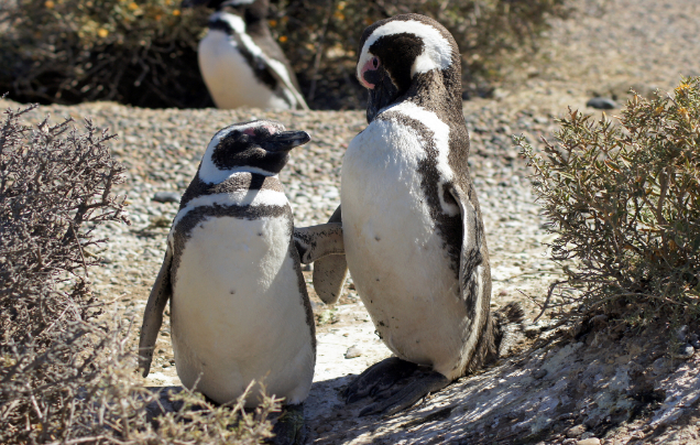 Day 11: Cruise – Puerto Madryn