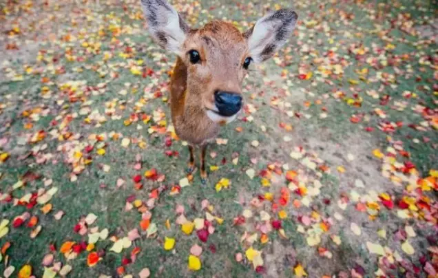 Day 3: Discover Nara