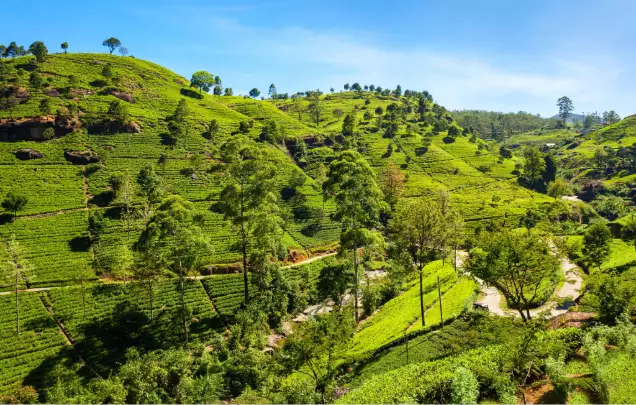 Day 5: Train to Nuwara Eliya
