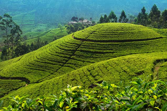 Day 8: City Tour of Nuwara Eliya