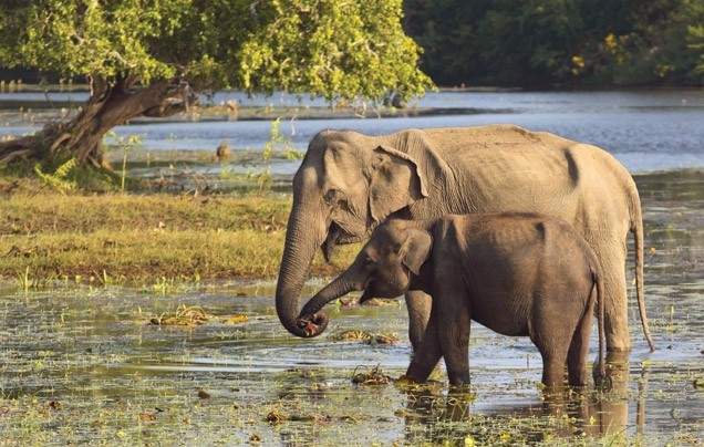 Day 9: Yala National Park