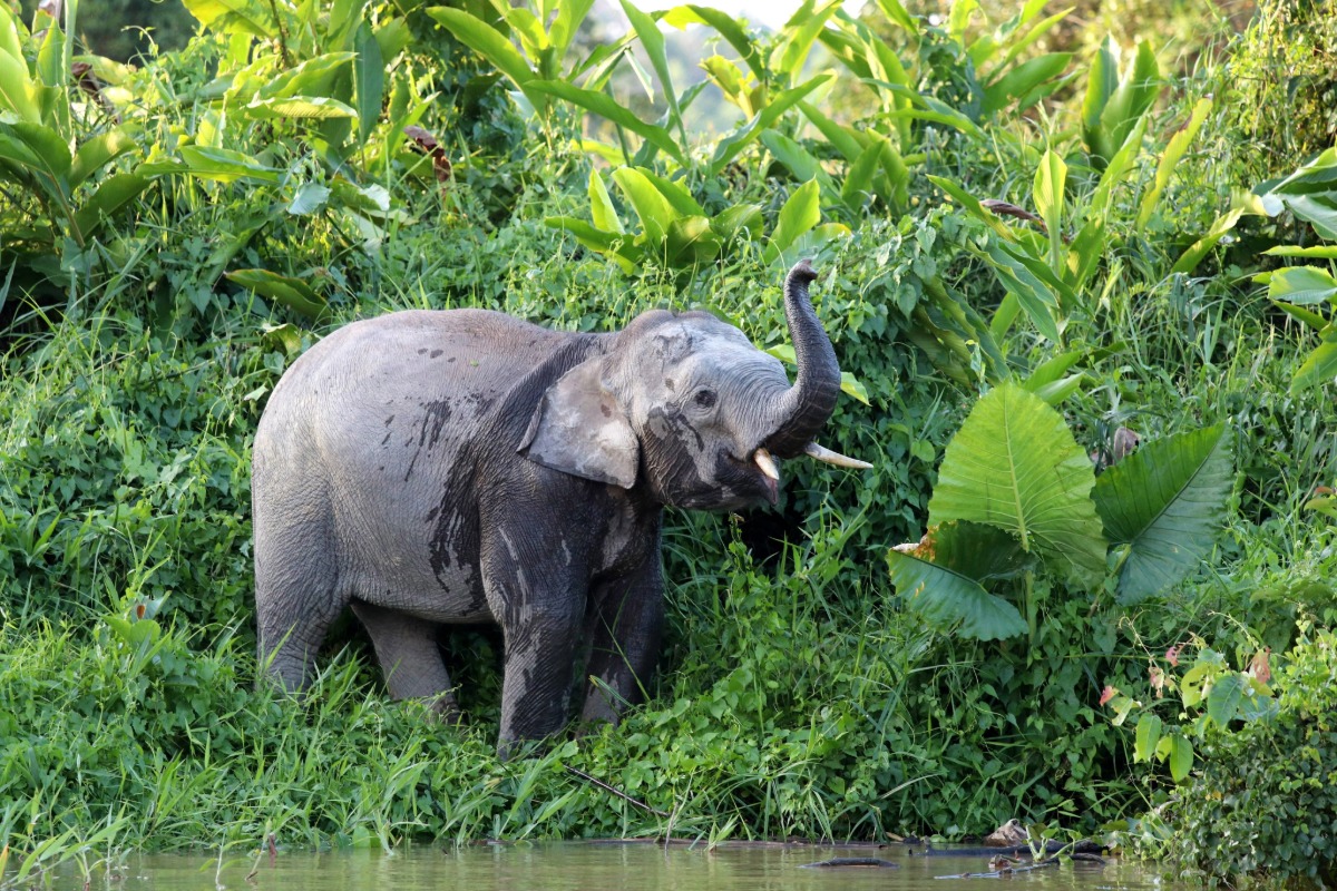 Day 6: Elephant Sanctuary