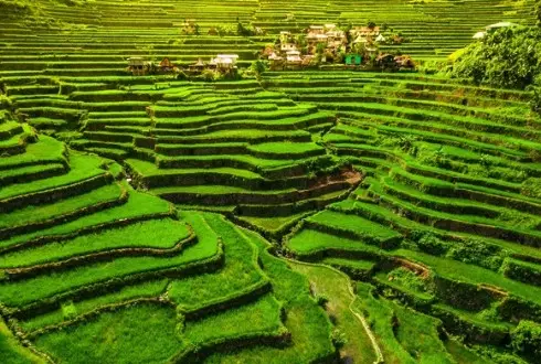 Pearls of the Philippines