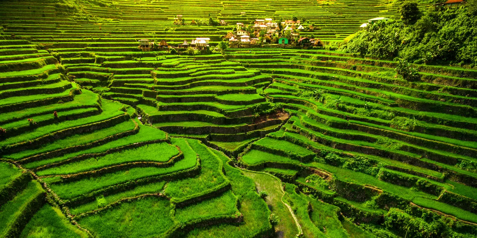 Pearls of the Philippines