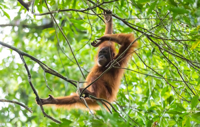 Day 3: Gunung Leuser National Park