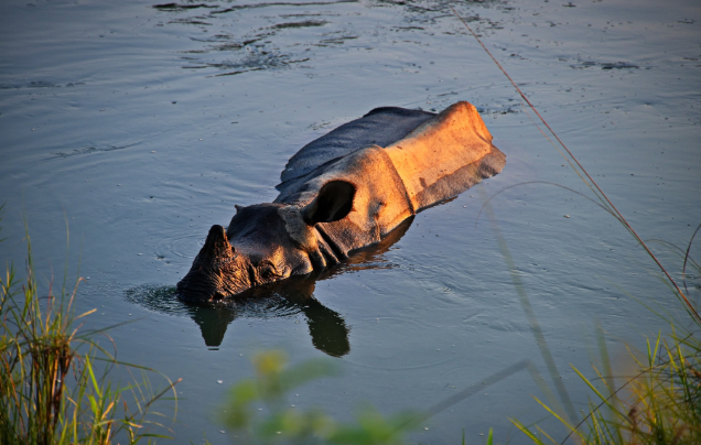Day 6: Safari in Chitwan National Park