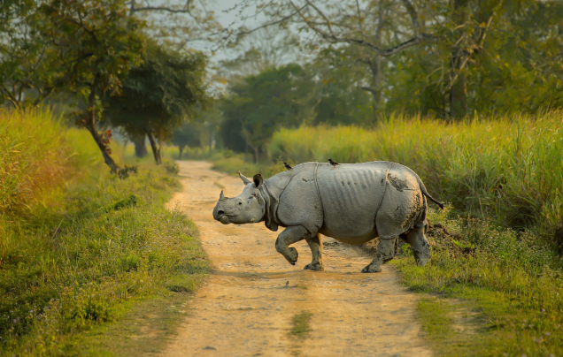 Day 5: Travel to Chitwan National Park