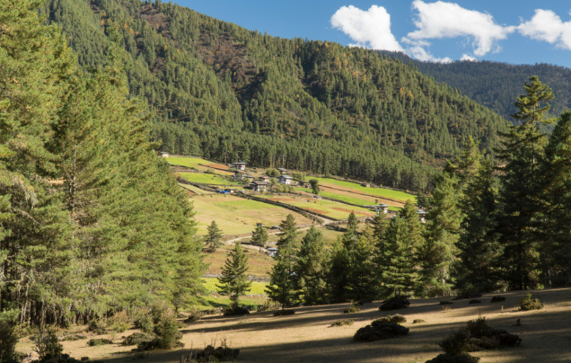 Day 11: Into the Valley of Gangtey